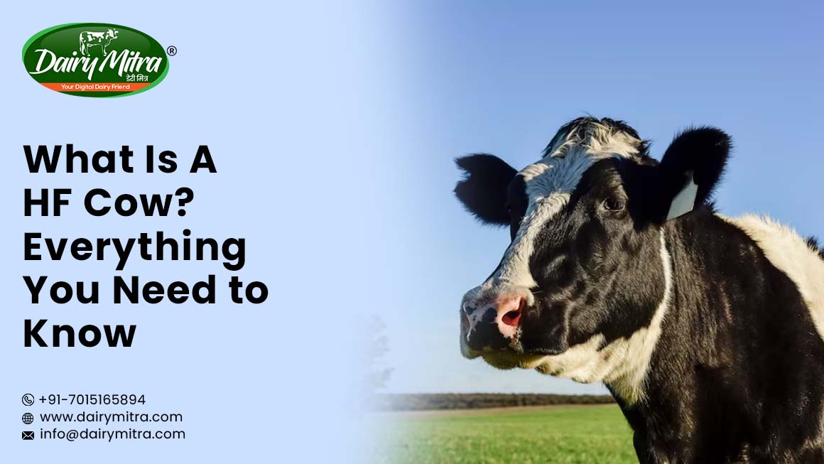 What Is A HF Cow? Everything You Need to Know
